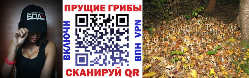 Галлюциногенные грибы GOLDEN TEACHER Курск